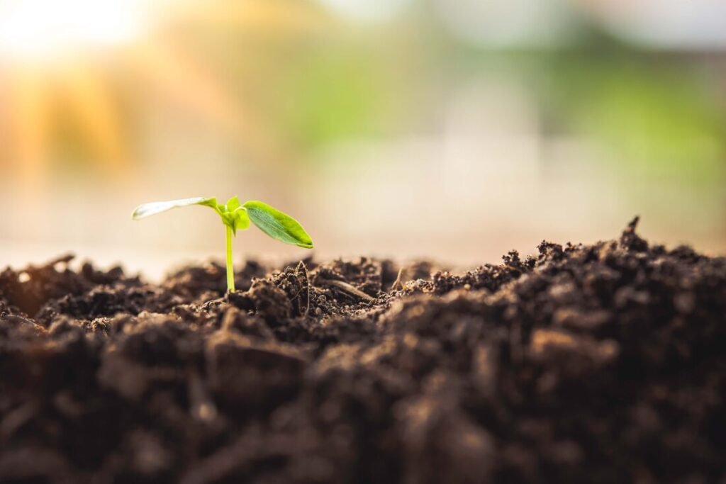 pngtree seedling thriving in the warmth 9456708 orig